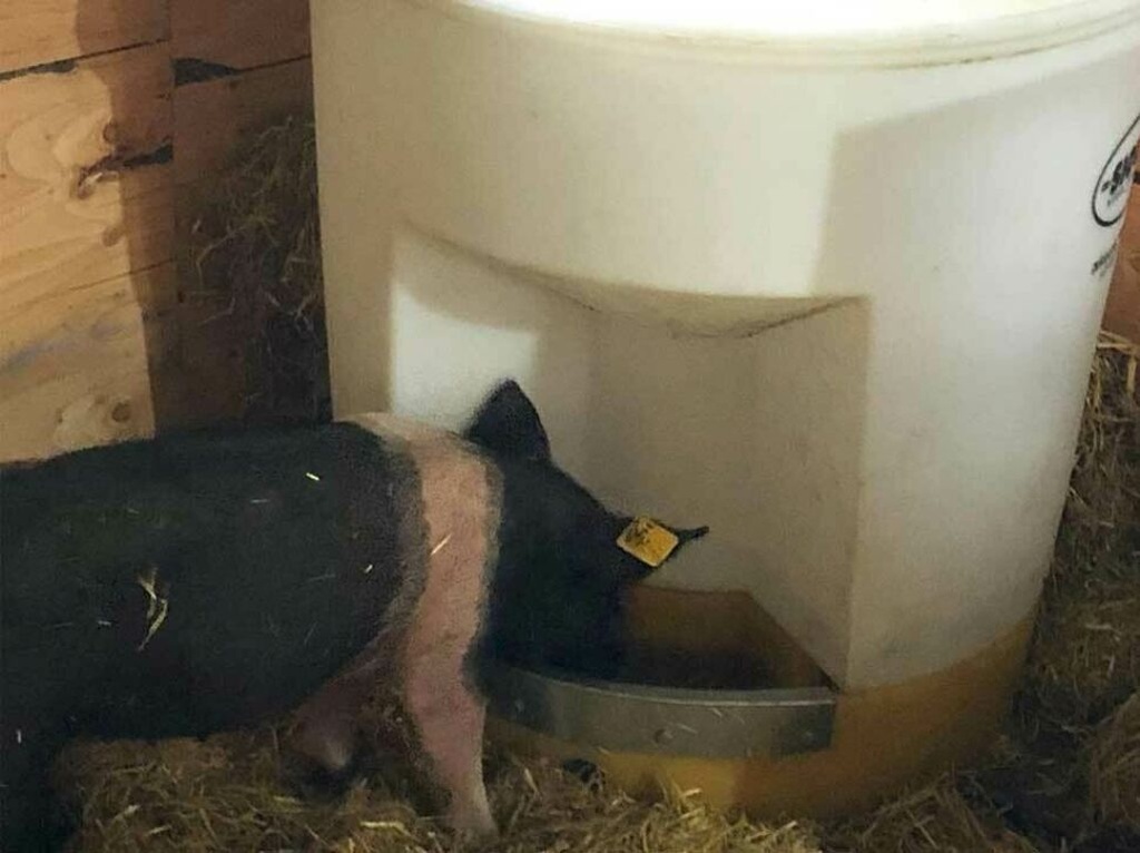 Utility Hog And Pig Waterer