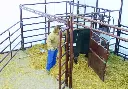 Classic-Calving-Pen3 .webp