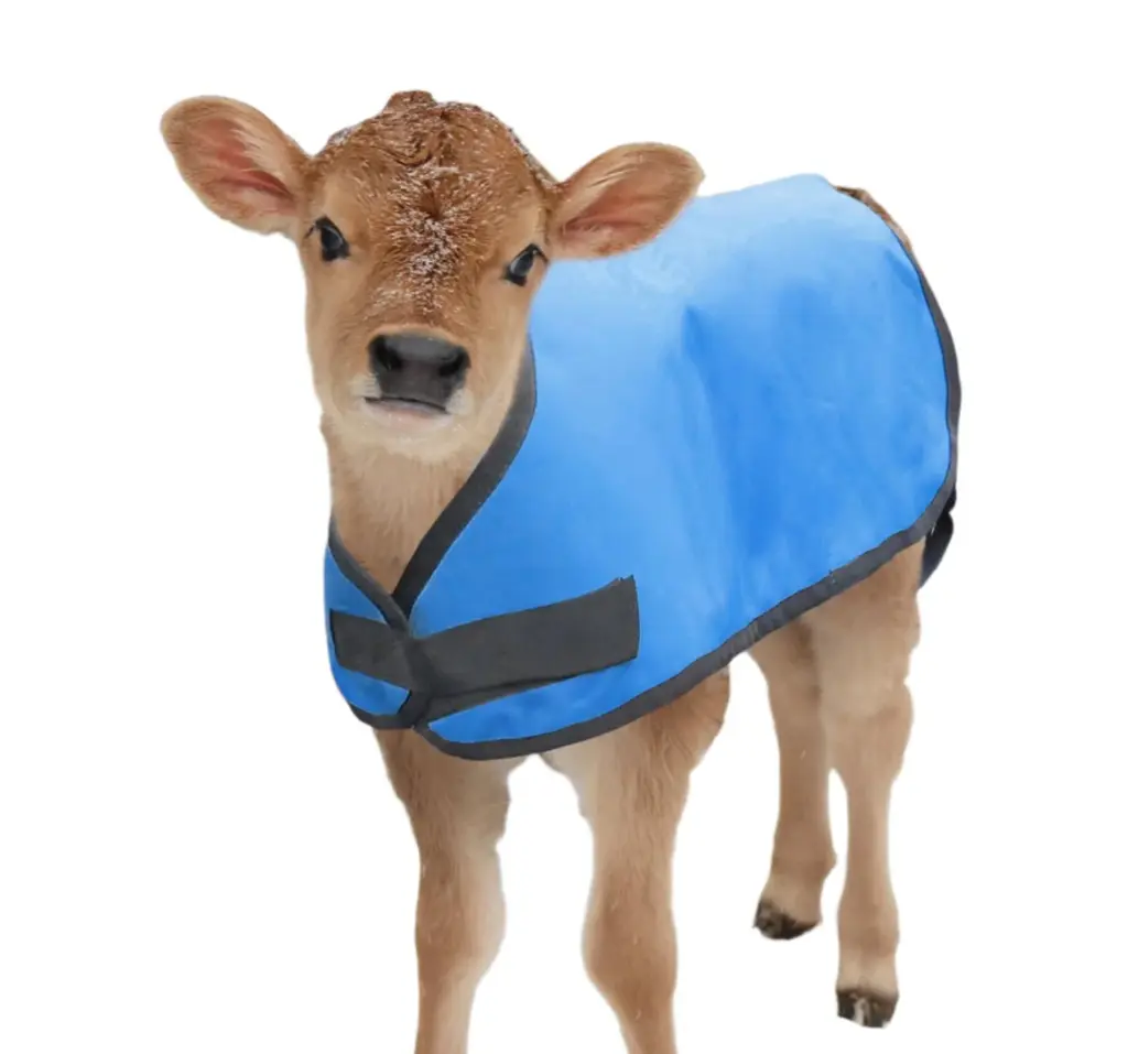 calf blanket.webp