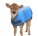 calf blanket.webp