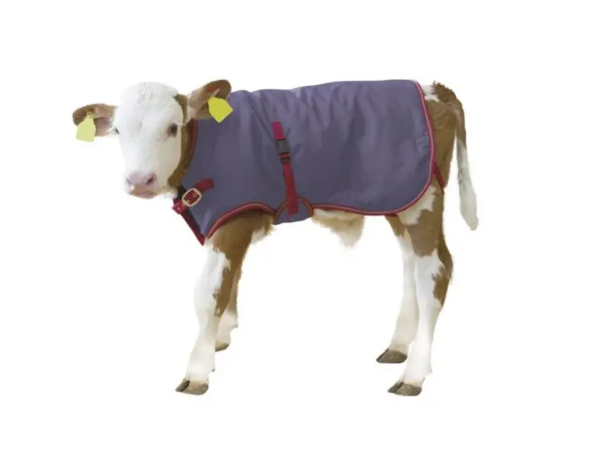 Calf Blanket 1.webp