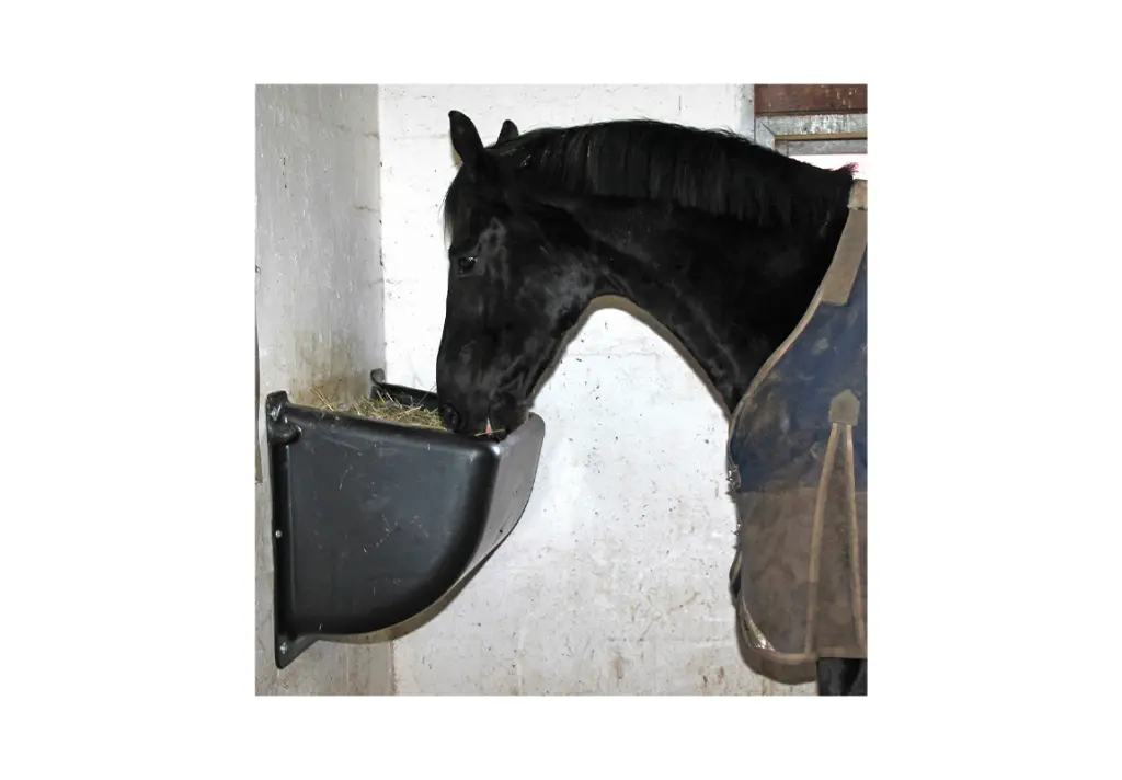 wall slow feeder with horse.webp