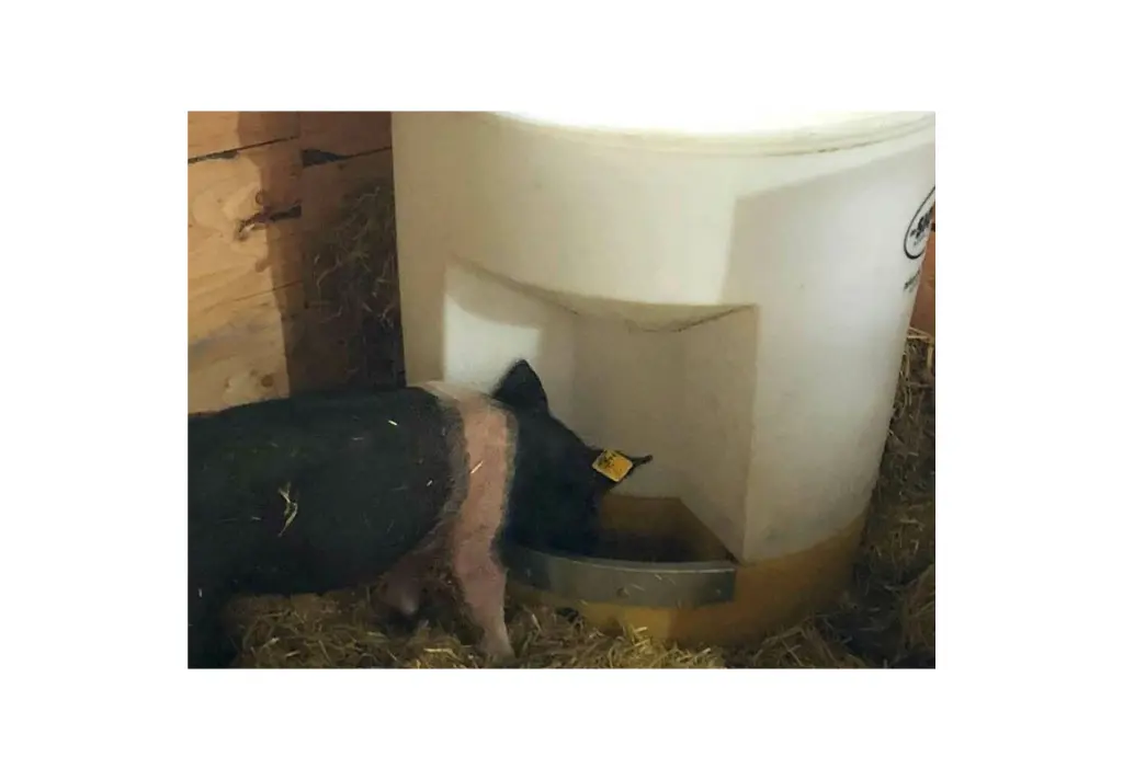 80 litre hog waterer.webp