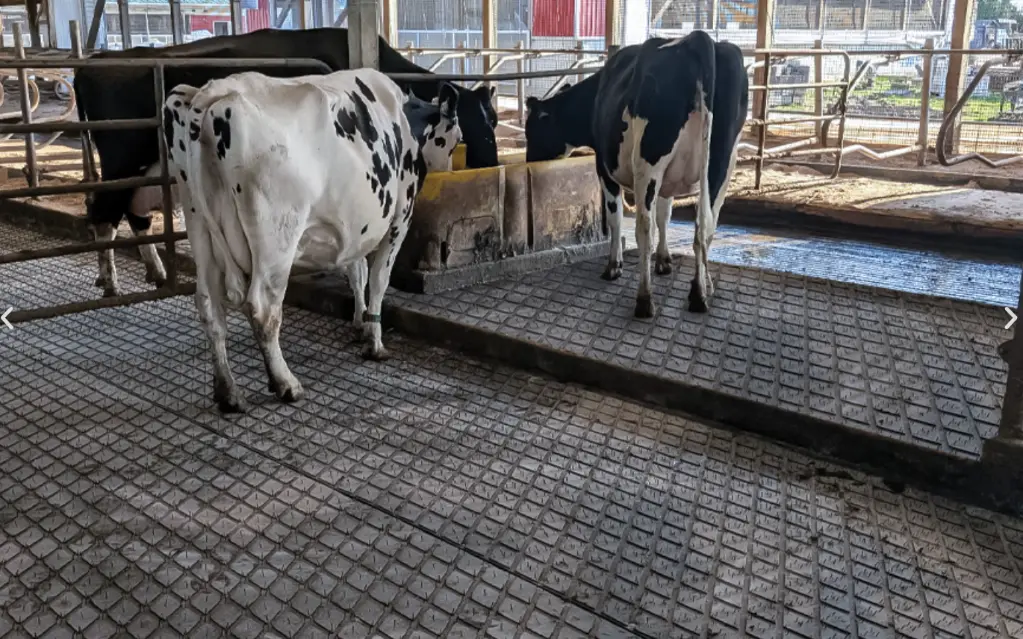 cattle on rubber floor.webp