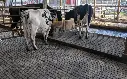 cattle on rubber floor.webp