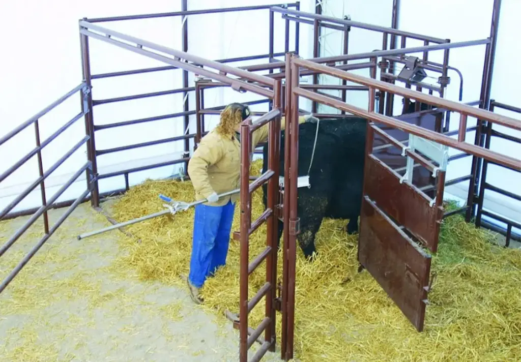 Hiqual Classic Calving Pen