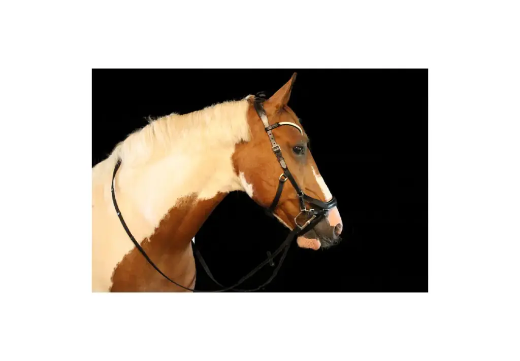 Jewel Brow Micklem Style Bridle