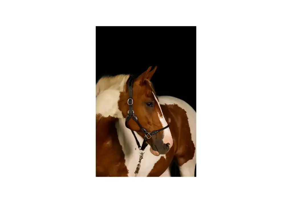 Hybrid rope halter 