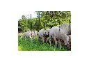 Sheep / Goat 9 Wire Electric Netting