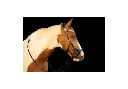 Jewel Brow Micklem Style Bridle